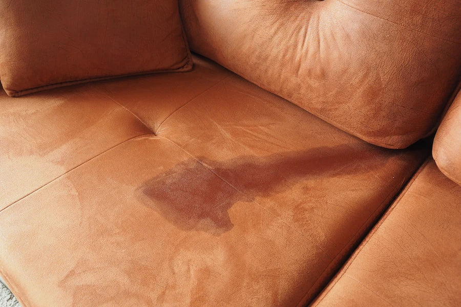 perro orina en el sofa